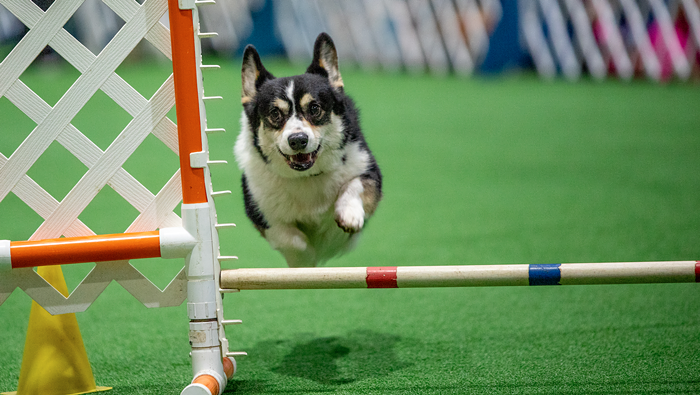 PHOTO ESSAY: Best in Bow-Wow-Wow